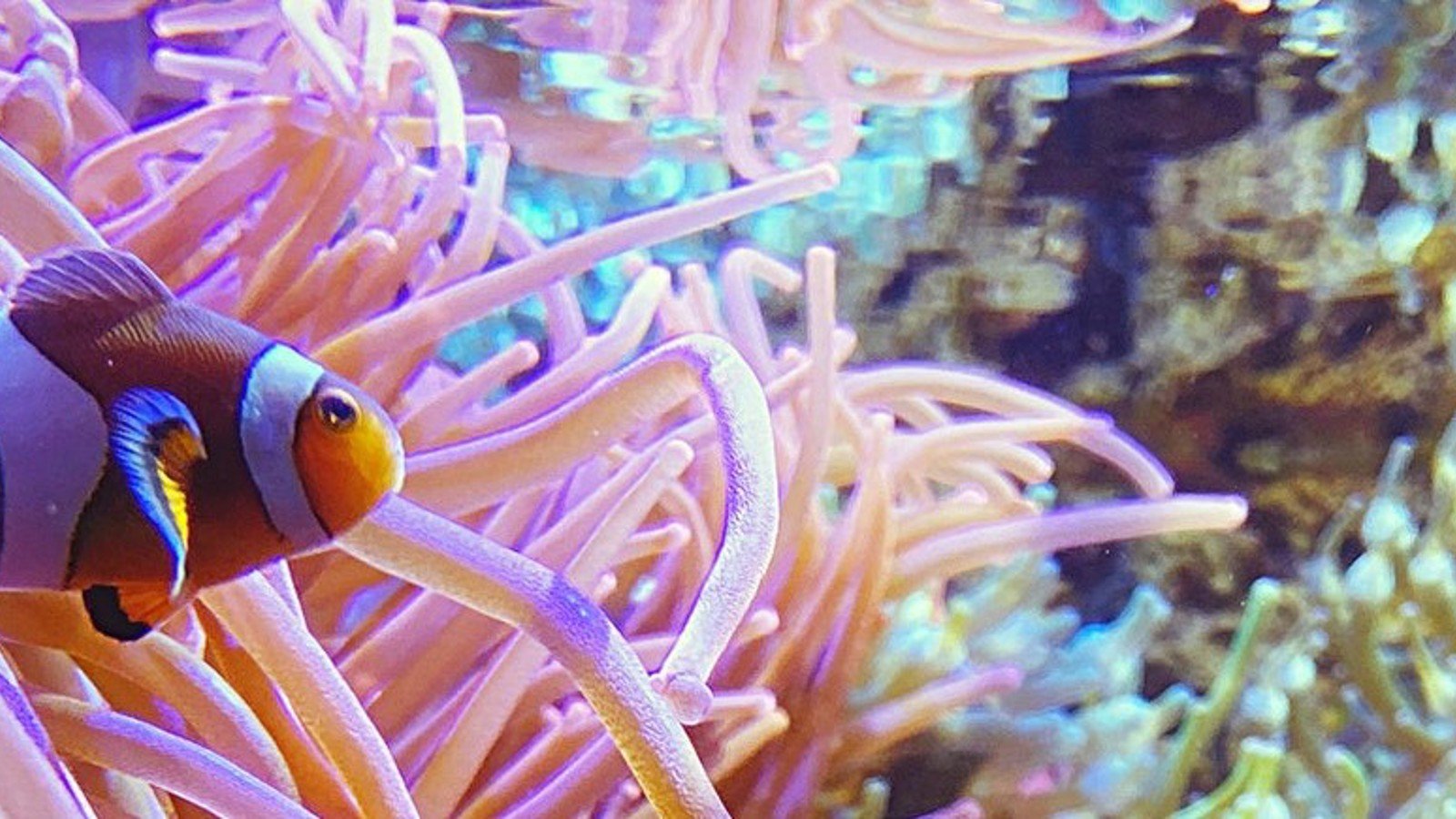nemo_edited nemo_edited