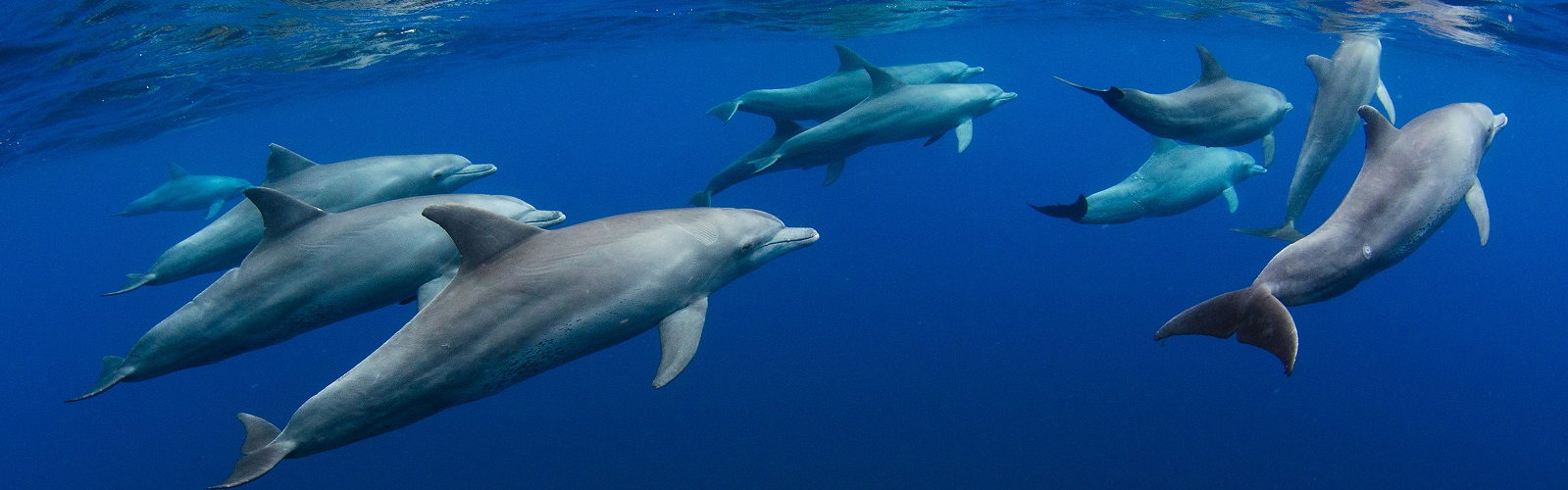 Dolphins Dolphins